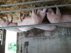 Schlachtschweine